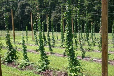Rows of hop vines trained on trellis poles in a grassy field