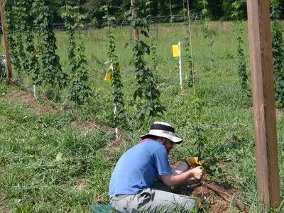 Person kneeling in a field tending hop vines and adjusting irrigation tubing