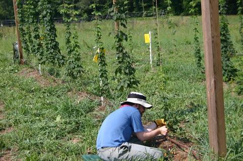 Person kneeling in a field tending hop vines and adjusting irrigation tubing