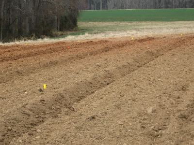 Plowed field with shallow furrows and small yellow and orange marker flags near treeline