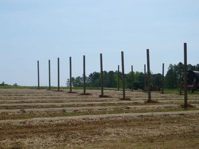 Rows of planted field with evenly spaced vertical posts and tractor at right