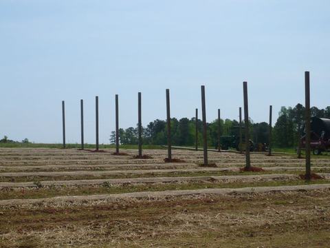 Rows of planted field with evenly spaced vertical posts and tractor at right