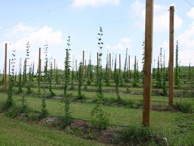 Hop plants trained on tall wooden trellis poles in evenly spaced rows