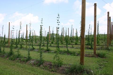 Hop plants trained on tall wooden trellis poles in evenly spaced rows