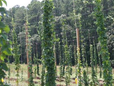 Rows of hop bines trained on vertical trellises in a field with forest background