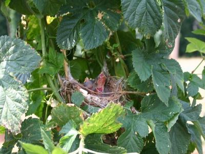 Nest with two open-mouthed baby birds tucked among green leaves