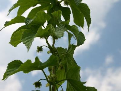 Hop vine with green leaves and developing cone-like flower buds against blue sky