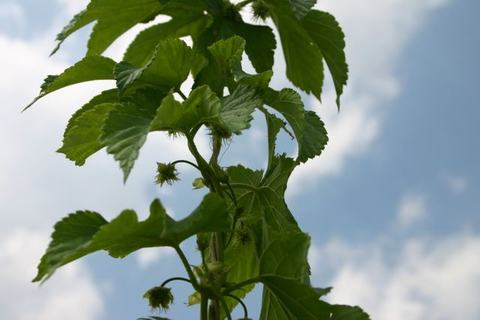 Hop vine with green leaves and developing cone-like flower buds against blue sky