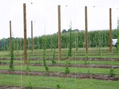 Young hop vines trained on vertical strings between wooden poles in field rows
