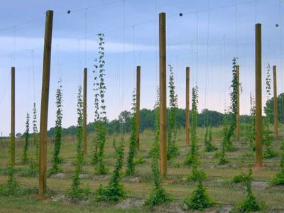 Hops plants trained up tall wooden poles and trellis wires in a field