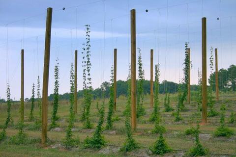 Hops plants trained up tall wooden poles and trellis wires in a field