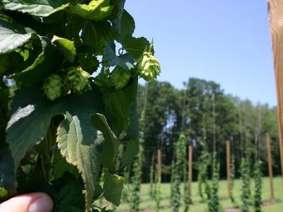 Hop cones and leaves on a vine held by a hand, hop yard poles and trellises in background
