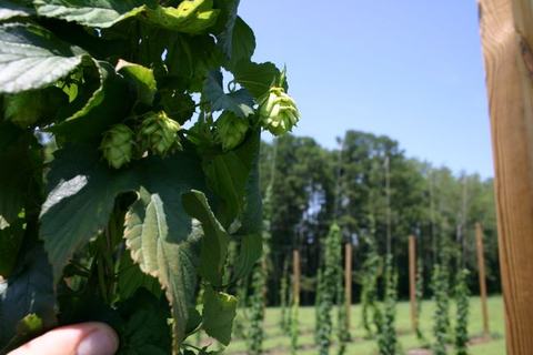 Hop cones and leaves on a vine held by a hand, hop yard poles and trellises in background