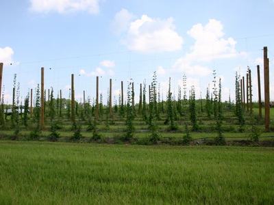 Young hop plants growing on trellised poles in a field under a partly cloudy sky