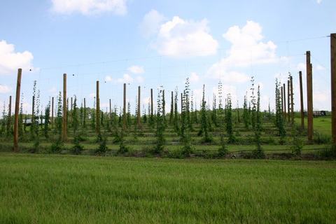 Young hop plants growing on trellised poles in a field under a partly cloudy sky