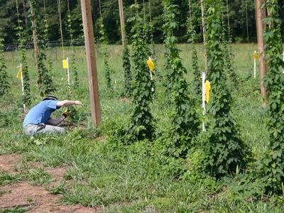 Person kneeling among trellised hop plants, tending a vine