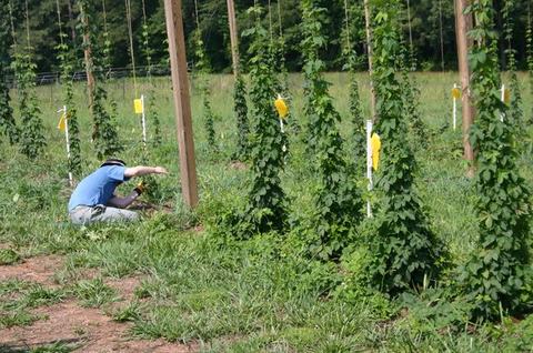 Person kneeling among trellised hop plants, tending a vine