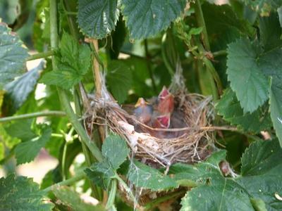Bird nest with two hatchlings, one with open mouth, tucked among green leaves