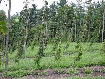 Hops plants climbing trellis wires in rows on a grassy slope with trees behind