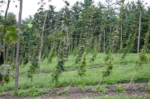 Hops plants climbing trellis wires in rows on a grassy slope with trees behind