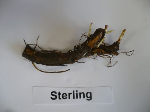 Rhizome with roots and pale green sprouts above label "Sterling"
