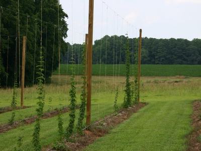 Rows of young hop vines climbing trellis strings between wooden poles in a field