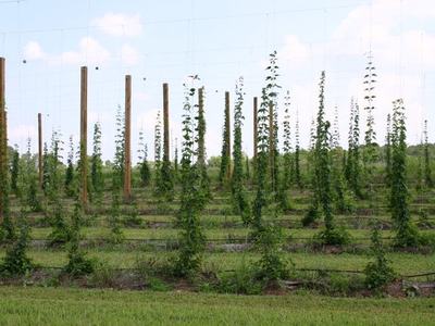 Rows of trellis poles with climbing vines in a cultivated field
