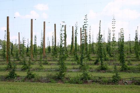 Rows of trellis poles with climbing vines in a cultivated field