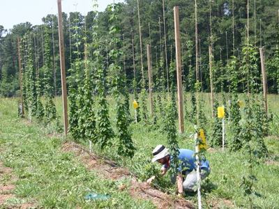 Person crouching tending climbing plants on trellis poles in a field