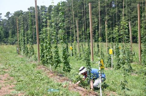 Person crouching tending climbing plants on trellis poles in a field