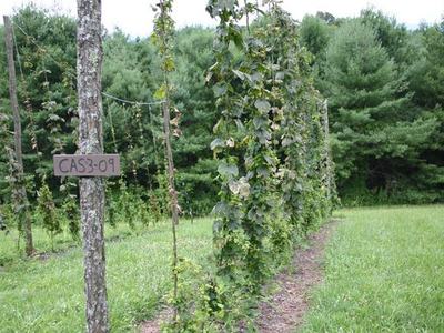 Rows of hop vines climbing trellises in a field; wooden sign on post reads "CAS3-09"
