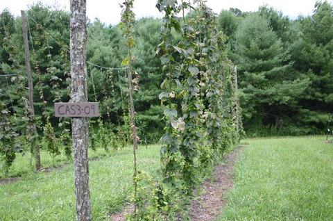 Rows of hop vines climbing trellises in a field; wooden sign on post reads "CAS3-09"