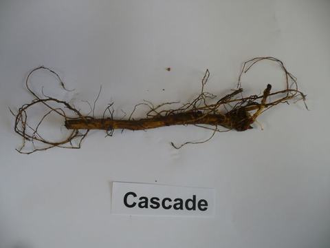 Plant root specimen laid horizontally with label "Cascade" beneath