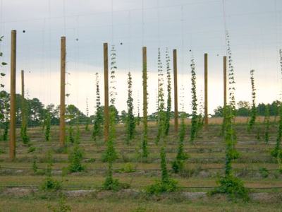Hops field with young vines climbing tall wooden poles and trellis wires