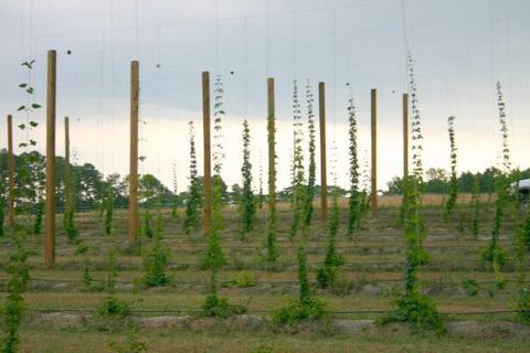 Hops field with young vines climbing tall wooden poles and trellis wires