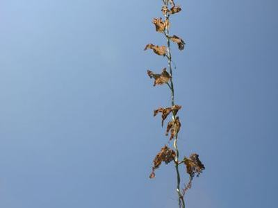 Tall vine with dried brown leaves climbing a horizontal wire against clear blue sky