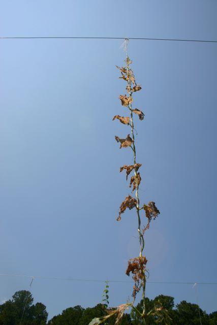 Tall vine with dried brown leaves climbing a horizontal wire against clear blue sky