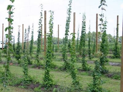 Rows of hop vines climbing trellis wires on wooden poles in a field