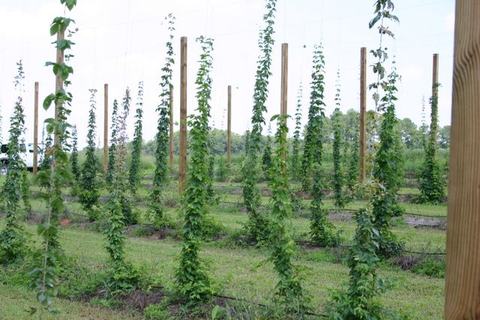 Rows of hop vines climbing trellis wires on wooden poles in a field