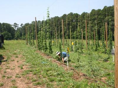 Worker crouching and tending vines on trellised rows in a grassy field