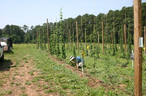 Worker crouching and tending vines on trellised rows in a grassy field