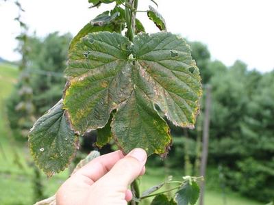 Hand holding a large green leaf with holes and brown, damaged edges on a plant