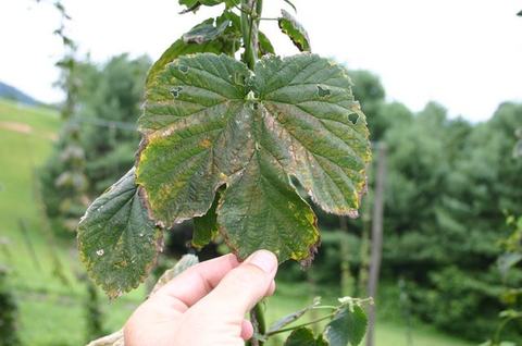 Hand holding a large green leaf with holes and brown, damaged edges on a plant