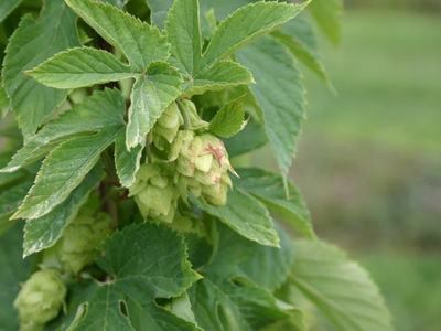 Clusters of green hop cones among serrated leaves on a climbing vine