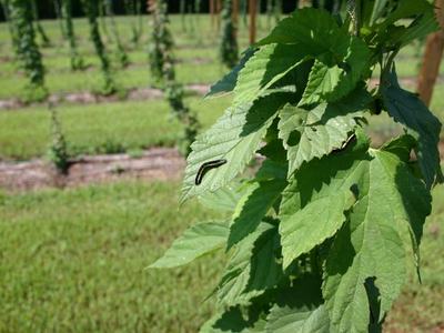 Striped caterpillar crawling on a green vine leaf in a trellised field
