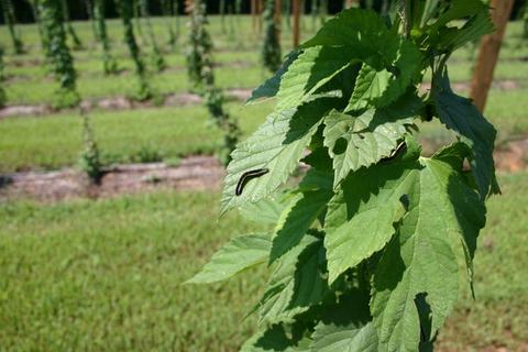 Striped caterpillar crawling on a green vine leaf in a trellised field