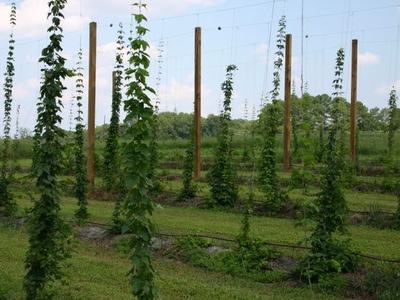 Hop vines climbing trellis wires on wooden poles in a field