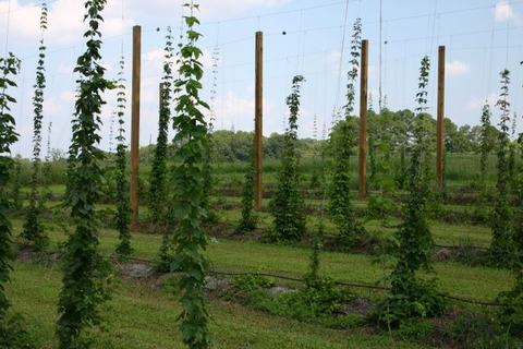 Hop vines climbing trellis wires on wooden poles in a field