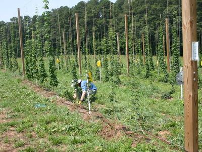 Worker crouching to tend young hop plants among trellis poles in a field