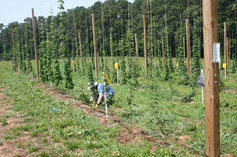 Worker crouching to tend young hop plants among trellis poles in a field